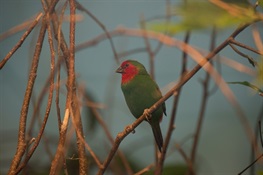 This Holiday Season, Red-and-Green Finches are Stars of WCS’s Prospect Park Zoo
